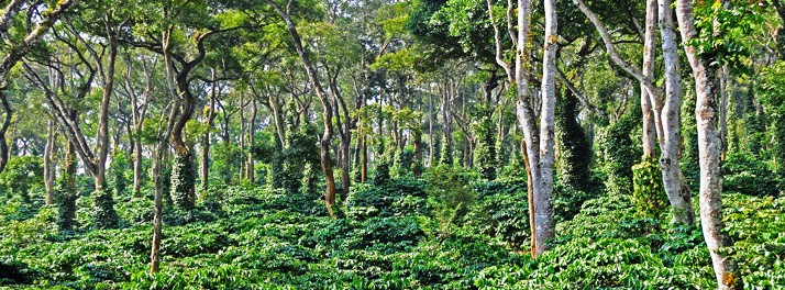 453/Orange County - Coorg 12.jpg